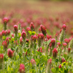 3000 Pcs Crimson Clover Seeds, Non-GMO Heirloom Flowers for Patios, Robust Lush Green Foliage & Bright Red Blooms, Low Maintenance Ground Cover