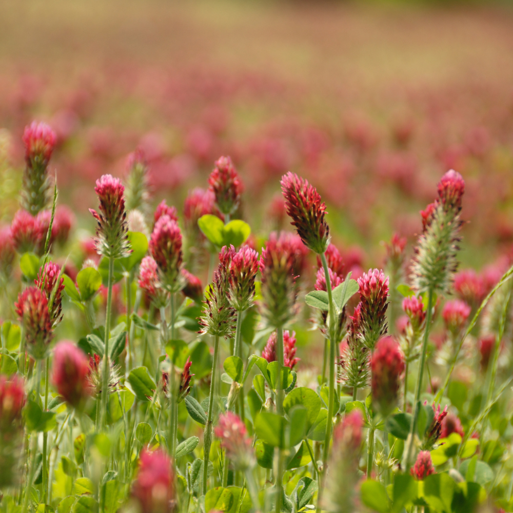 3000 Pcs Crimson Clover Seeds, Non-GMO Heirloom Flowers for Patios, Robust Lush Green Foliage & Bright Red Blooms, Low Maintenance Ground Cover