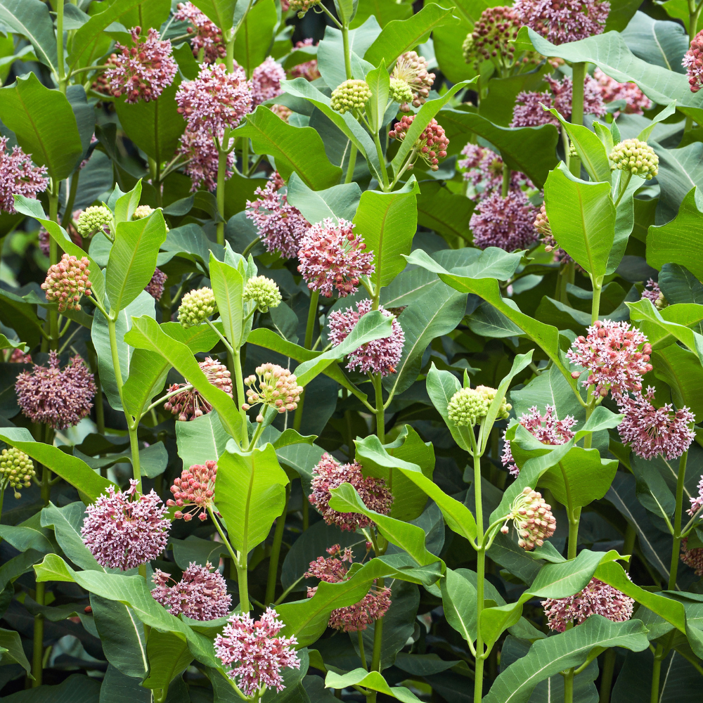 150 Pcs Showy Milkweed Seeds, Premium Non-GMO Heirloom Flowers for Patios - Vigorous Growth, Low Maintenance Meadow Displays