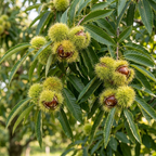 Chinese Chestnut Tree, 3 Gallon Pot, Vigorous Blight,Resistant Nut Tree for Edible Landscapes, Sturdy Cold-Hardy Shade Tree for Sweet Roasting Chestnuts