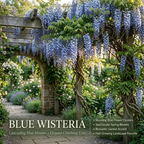 Blue Wisteria Live Plant, 2.5" Pot, Easy Care Flowering Vine, Decorative Climbing Plant for Home Landscapes and Trellises