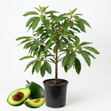Avocado Tree, 3 Gallon Potted Edible Fruit Plant Starter, High-Vigor Evergreen for Home Landscapes, Resilient Subtropical Shade Tree for Backyard Orchards (No Ship to CA, HI, AK)