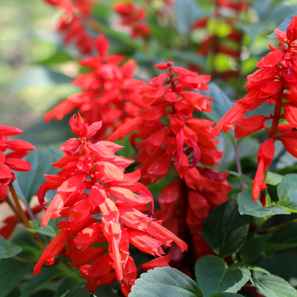 300 Pcs Scarlet Sage Perennial Seeds, Vigorous, Heat-Tolerant Plants, Grow Robust Red Tubular Blooms for Outdoor Landscapes