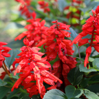 300 Pcs Scarlet Sage Perennial Seeds, Vigorous, Heat-Tolerant Plants, Grow Robust Red Tubular Blooms for Outdoor Landscapes