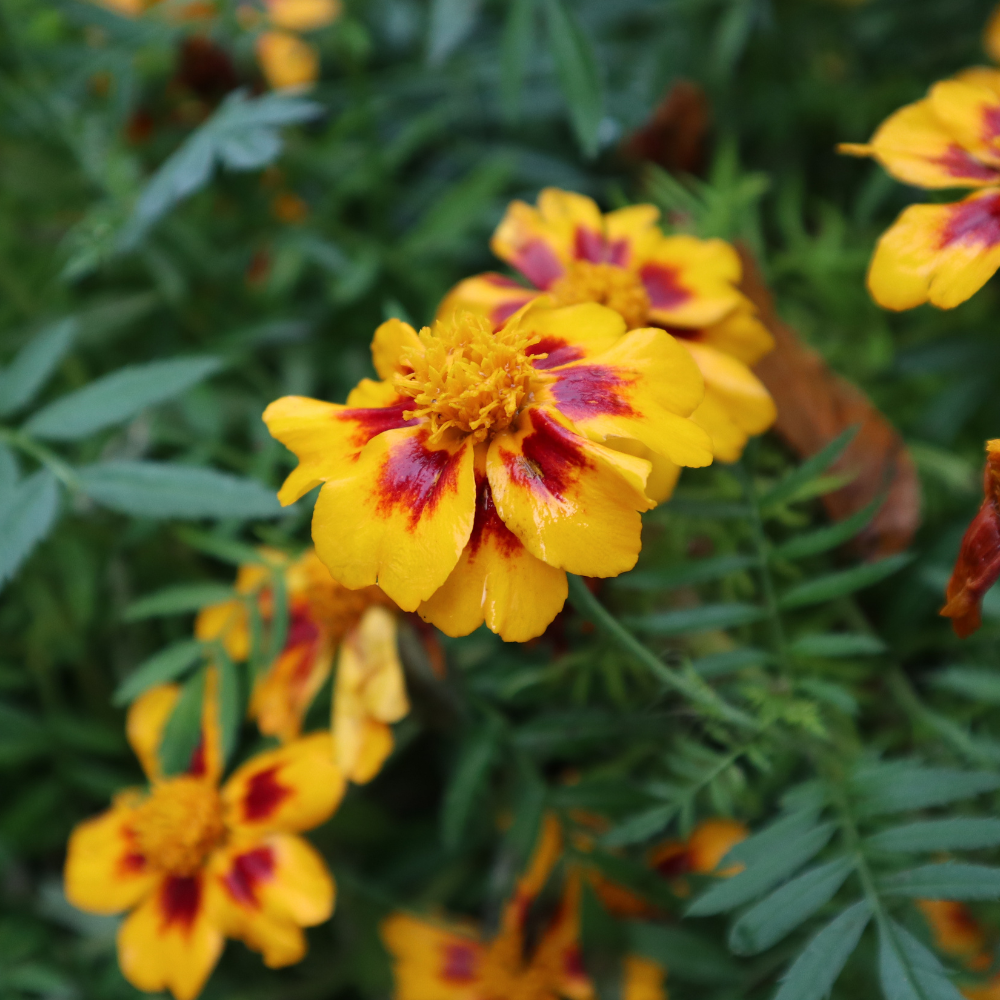 600 Pcs French Marigold Seeds, Non-GMO Heirloom Dainty Marietta Flowers for Patios, Vigorous Growth, Low Maintenance Border Displays