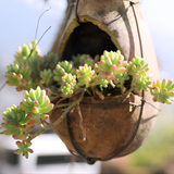 Cotyledon Pendens Succulent Plant Live – 6 Inch Pot | Rare Trailing Houseplant | Easy-Care Indoor Succulent