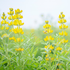 150 Pcs Yellow Lupine Seeds Perennial, Non-GMO Heirloom Flowers for Patios, Vigorous Growth, Low Maintenance Meadow Displays