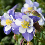 300 Pcs Rocky Mountain Columbine Seeds for Outdoors, Non-GMO Heirloom Flowers for Patios, Easy to Care Outdoor Yard Décor