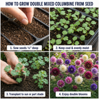 200 Pcs Columbine Seeds, High Germination Double Mix for Planting, Robust Low Maintenance Striking Ruffled Flowers for Yard Borders