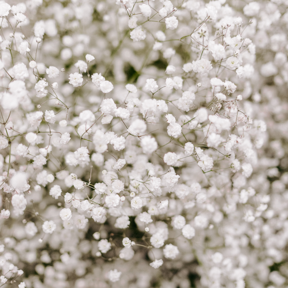 1500 Pcs Baby's Breath Seeds for Planting Outdoors, Non-GMO Heirloom Flowers, Low Maintenance Cloud Blooms for Yard Borders