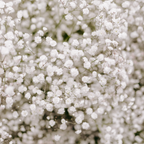 1500 Pcs Baby's Breath Seeds for Planting Outdoors, Non-GMO Heirloom Flowers, Low Maintenance Cloud Blooms for Yard Borders
