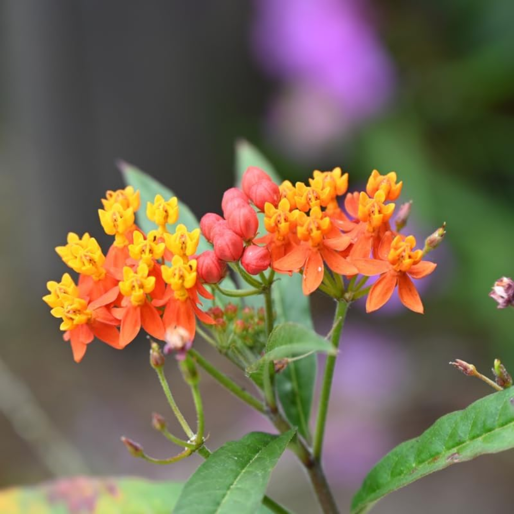 150 Pcs Milkweed Blood Flower Seeds, Non-GMO Heirloom Milkweed for Patios, Vigorous Growth, Low Maintenance Floral Displays