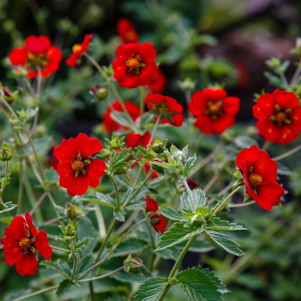 600 Pcs Scarlet Cinquefoil Seeds, Vigorous, Cold-Hardy Perennial Plants, Grow Robust Red Blooms for Ground Cover, Patios & Outdoor Landscapes