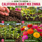 50 Dwarf Zinnia Seeds California Giant Mix for Planting Outdoors, Non-GMO Heirloom Flower Seeds, Sturdy Tall Stems & Striking Massive Blooms for Cutting Gardens