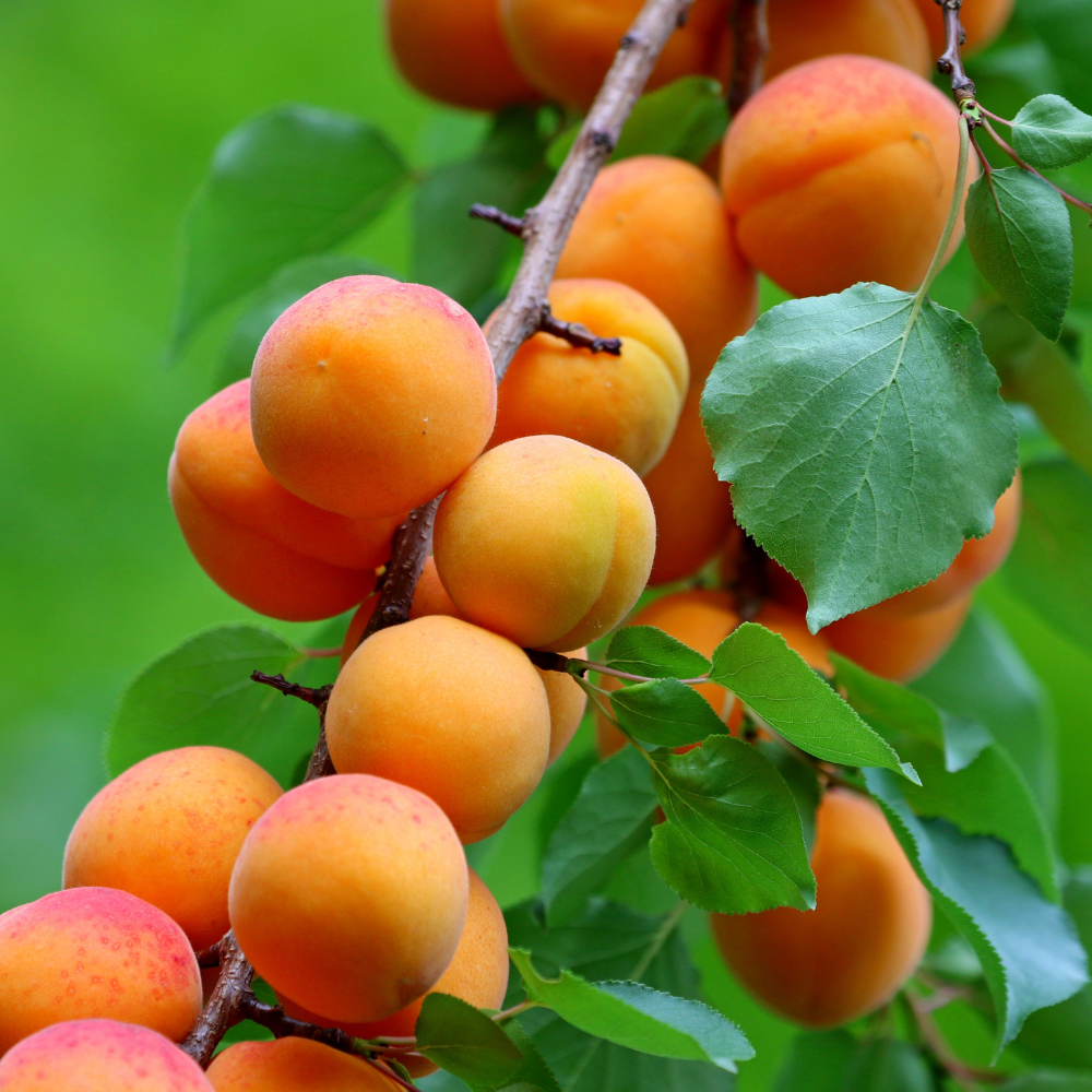 (No Ship to CA,HI,AK) Apricot Tree Live Plant, 3 Gallon Potted Edible Fruit Tree Starter, High-Vigor Cold-Hardy Plant for Home Landscapes, Resilient Deciduous Shade Tree for Backyard Orchards