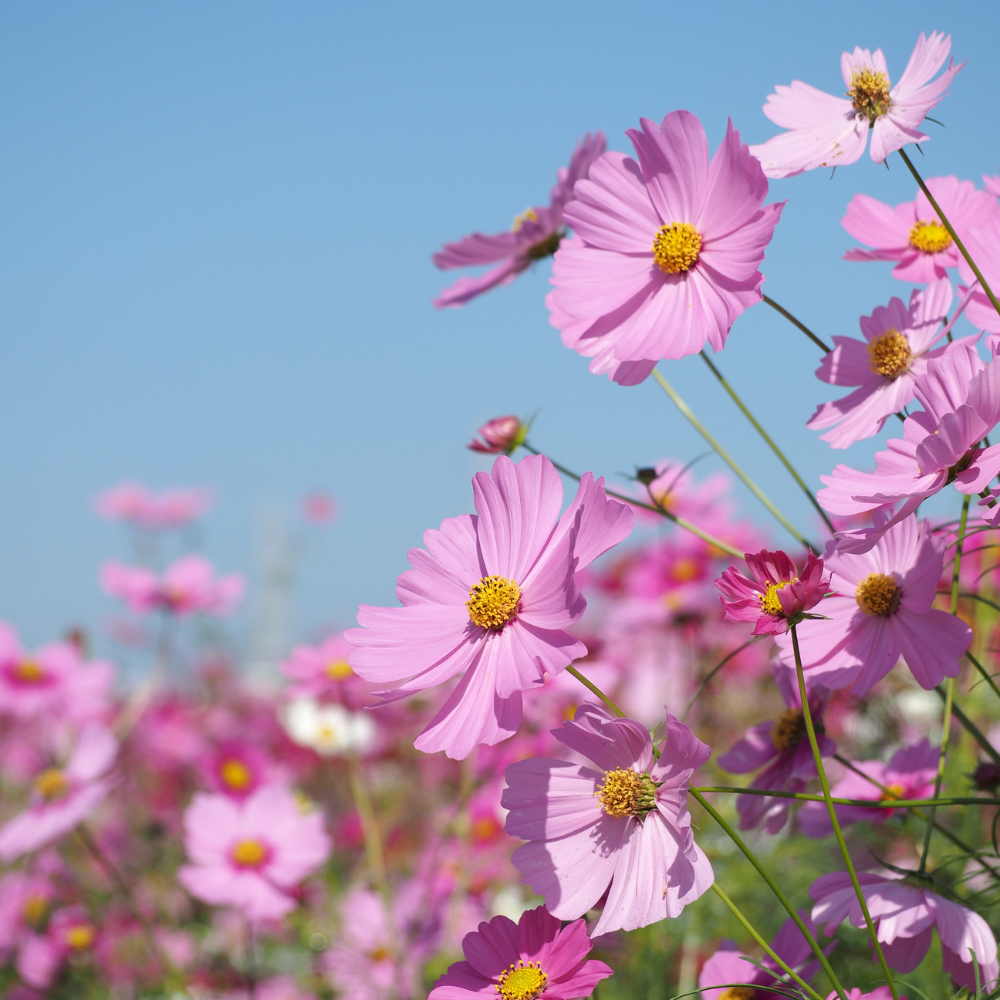 300 Pcs Sea Shells Cosmos Seeds for Outdoors, Cultivate Robust Feathery Foliage & Bright Fluted Flowers, Easy to Care Outdoor Yard Decor