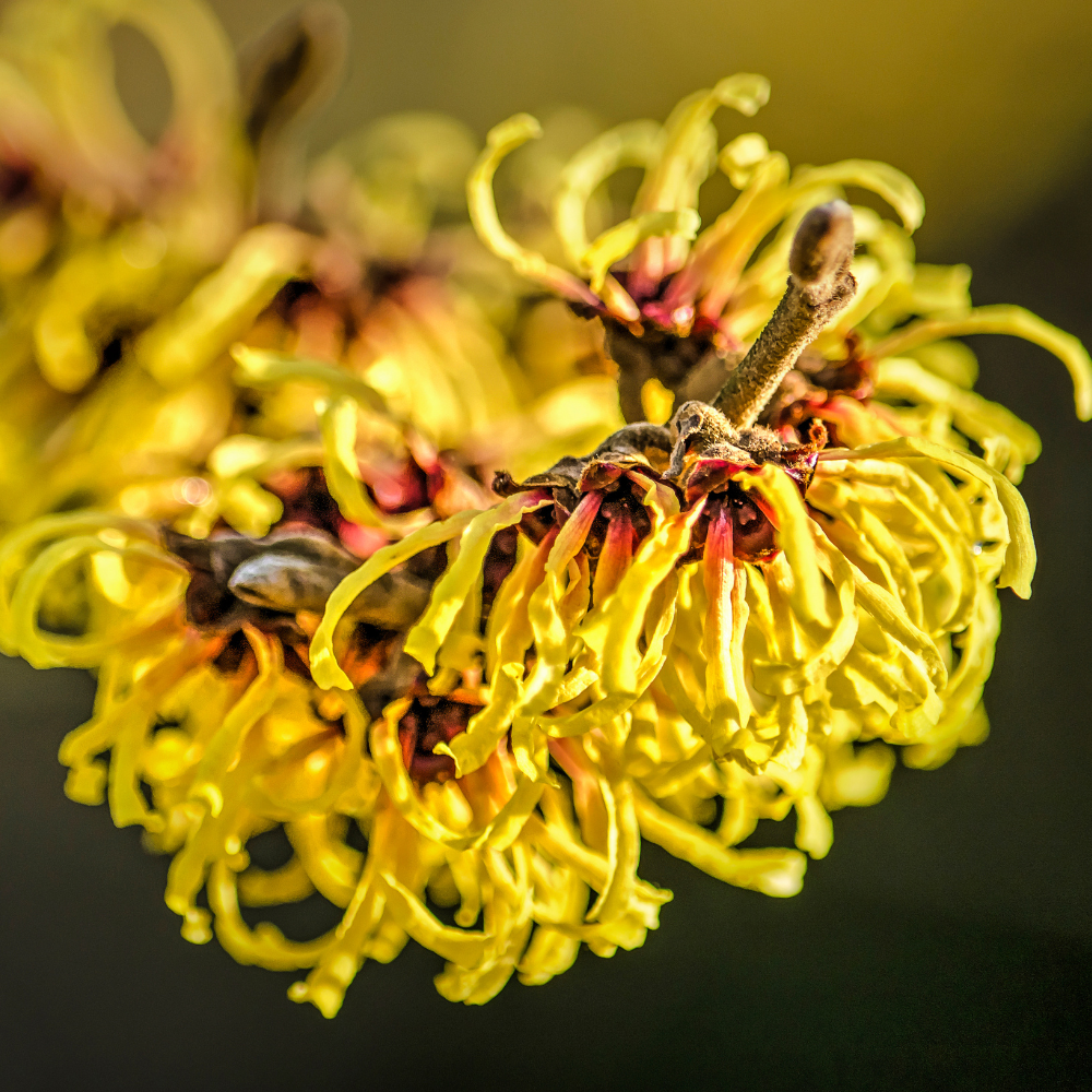 15 Pcs American Witch Hazel Seeds, Vigorous, Cold-Hardy Plants, Grow Robust Ribbon-Like Yellow Blooms for Edging & Outdoor Landscapes