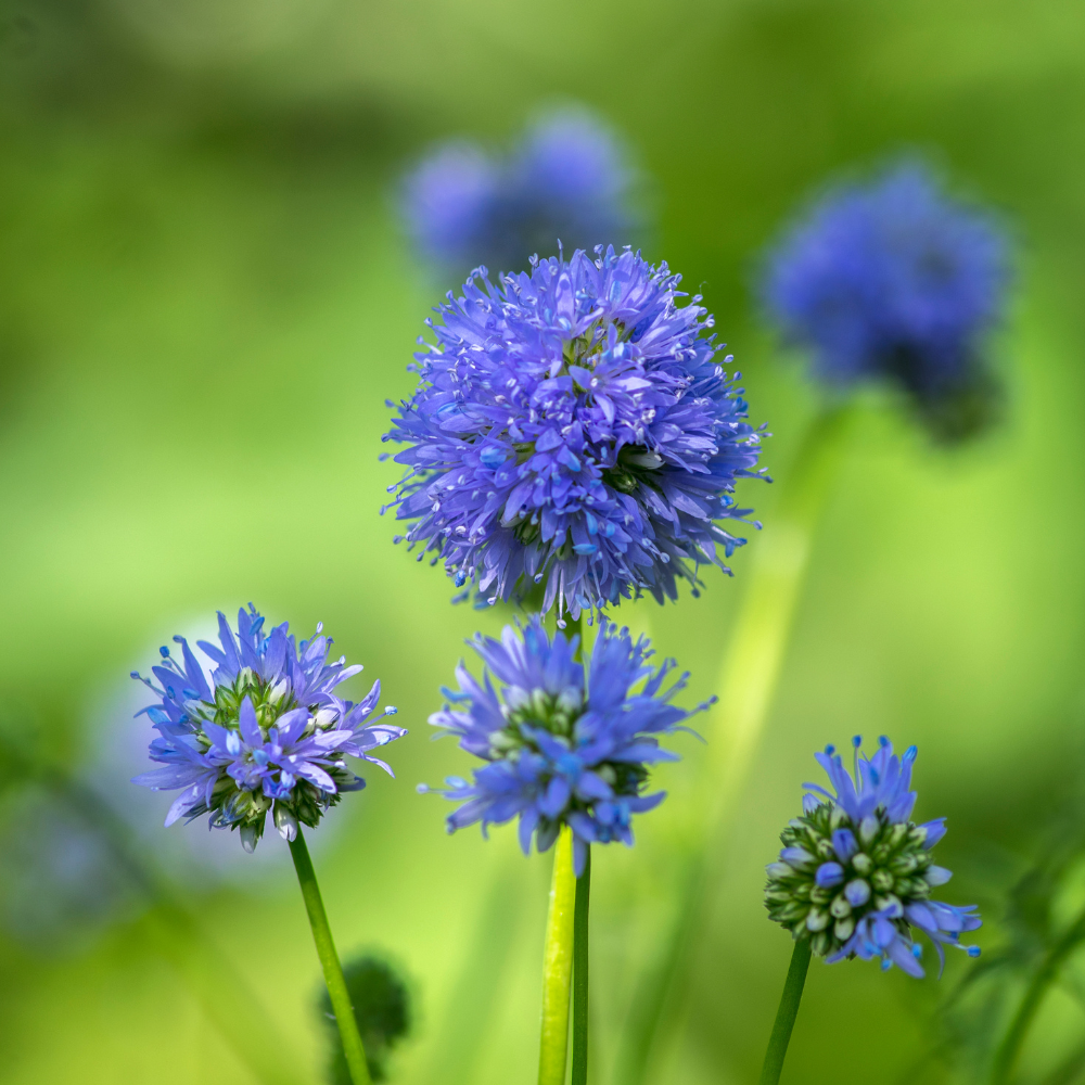 300 Pcs Globe Gilia Seeds, Non-GMO Heirloom Wildflower, Cultivate Robust Lacy Foliage, Easy to Care Outdoor Yard Decor
