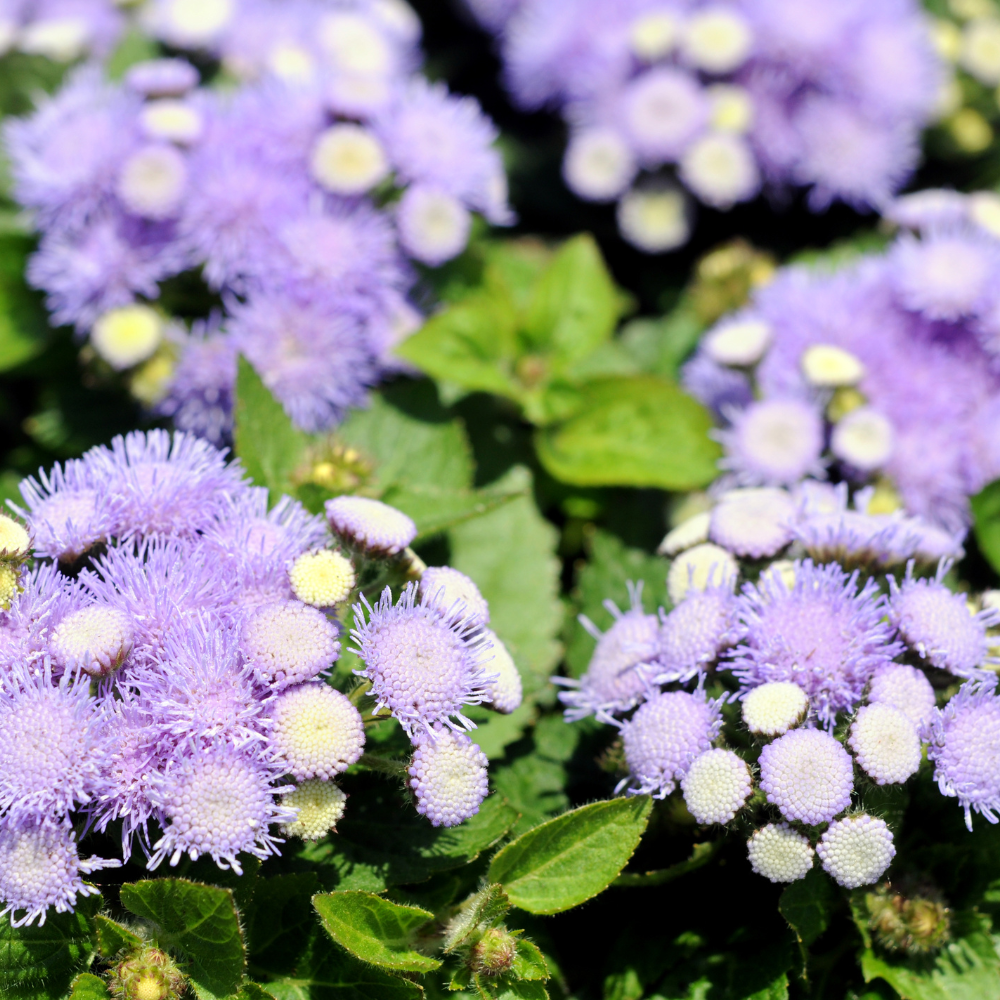 360 Pcs Dwarf Ageratum Seeds for Outdoors - Blue Mink Ageratum, Robust Compact Foliage, Easy to Care Outdoor Yard Decor