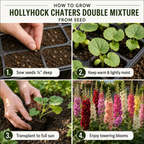 150 Hollyhock Seeds Perennial, Sturdy Chaters Double Mix Heirloom, Vigorous Flowers Yielding Striking Ruffled Blooms for Backyards, Easy to Care