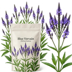 600 Pcs Wildflower Seeds for Planting - Blue Vervain, Cultivate Robust Upright Spikes & Bright Blue Flowers, Easy to Care Outdoor Yard Decor