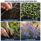 1500 Pcs Blue Aster Seeds for Planting, Stunning Cold-Hardy Non-GMO Floral Blooms for Outdoor Gardens, Sturdy Perennial Growth