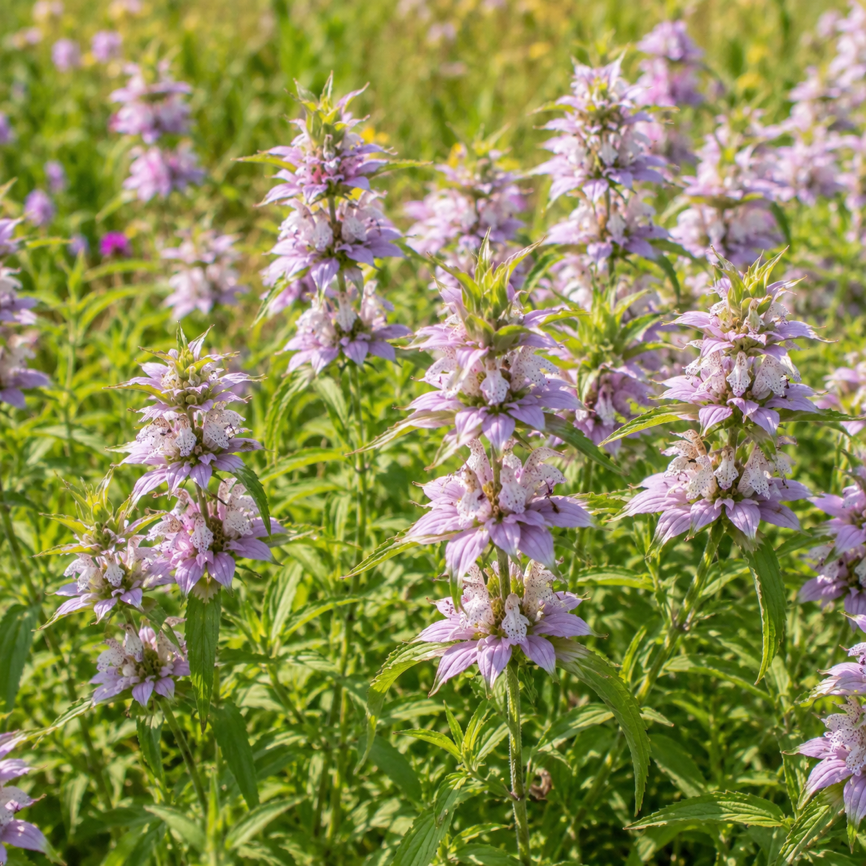 100 Spotted Bee Balm Seeds for Planting, Heirloom, Drought Tolerant, Purple Bee Balm Perennial Wildflower Seeds for Shade & Sun Backyard Landscape