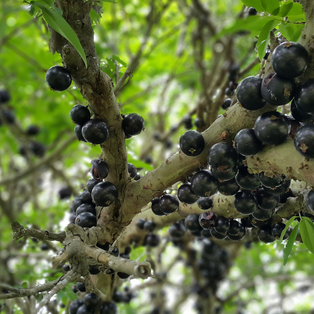 (No Ship to CA, HI, AK) Jabuticaba Fruit Tree for Planting | Jaboticaba Live Tree | 2.5–3 Ft Potted Tropical Fruit Tree | Sweet Edible Berries for Home Gardens Patios & Containers