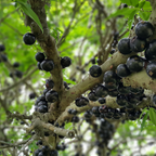 (No Ship to CA, HI, AK) Jabuticaba Fruit Tree for Planting | Jaboticaba Live Tree | 2.5–3 Ft Potted Tropical Fruit Tree | Sweet Edible Berries for Home Gardens Patios & Containers