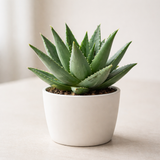 Aloe Vera Plant for Garden in Size 4 Inch Pot | Vibrant, Low-Maintenance Aleo Plant for Patio, Balcony & Indoor Spaces | Perfect for Beginners & Green Home Styling