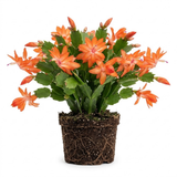 Orange Christmas Cactus Plant, 5-6 Inch Tall, Winter Blooming Succulent Starter for Home Décor, Low Maintenance Plant for Bright Indoor Spaces and Holiday Gifts