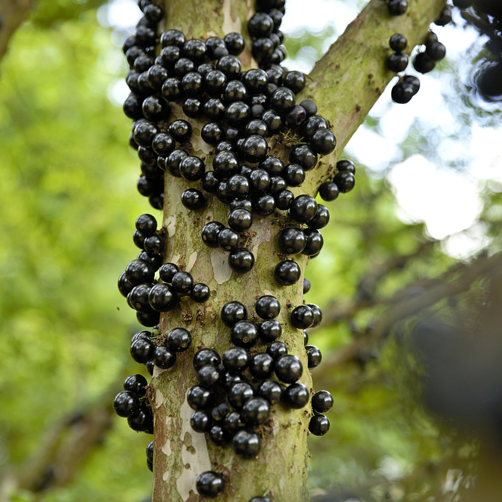 (No Ship to CA, HI, AK) Jabuticaba Fruit Tree for Planting | Jaboticaba Live Tree | 2.5–3 Ft Potted Tropical Fruit Tree | Sweet Edible Berries for Home Gardens Patios & Containers