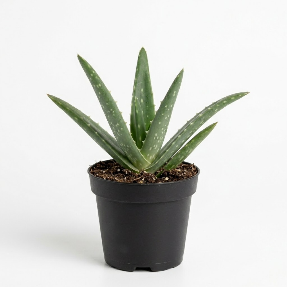 Live Aloe Vera Plant Succulent Trees | Aloe Vera Chinensis in Size 4 Inch Pot | Suitable for Indoor or Outdoor Garden | Easy-Growing Aloe Vera Pen Plant Ideal for Home Décor