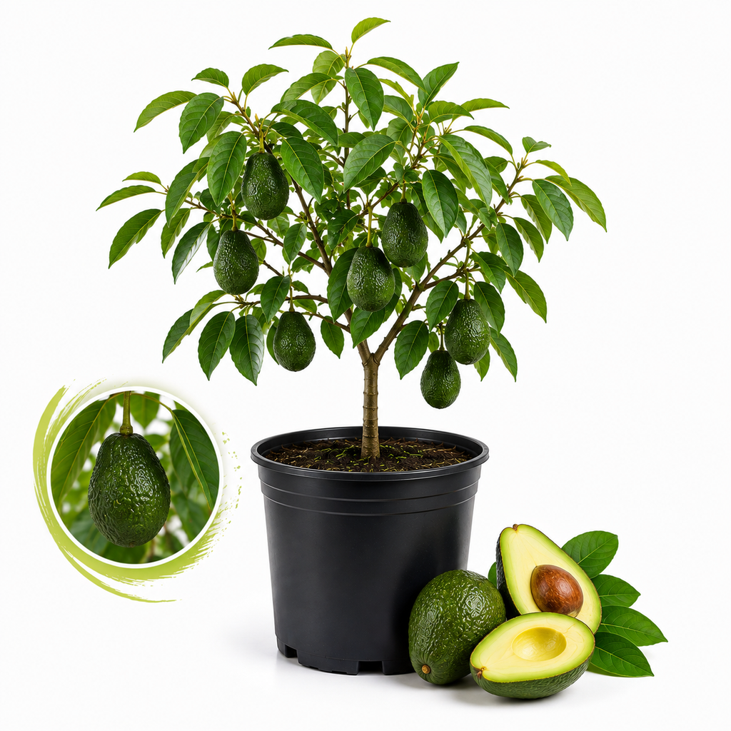 Avocado Tree, 3 Gallon Pot, High-Vigor Evergreen for Home Landscapes, Subtropical Shade Tree for Backyard Orchards (No Ship to CA, HI, AK)
