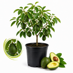 Avocado Tree, 3 Gallon Pot, High-Vigor Evergreen for Home Landscapes, Subtropical Shade Tree for Backyard Orchards (No Ship to CA, HI, AK)
