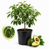 Avocado Tree, 3 Gallon Pot, High-Vigor Evergreen for Home Landscapes, Subtropical Shade Tree for Backyard Orchards (No Ship to CA, HI, AK)
