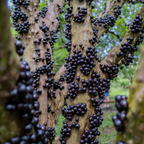 (No Ship to CA, HI, AK) Jaboticaba Tree Live Plant | Jabuticaba Plant for Planting | 2.5–3 Ft Live Potted Tropical Fruit | Compact Sweet Berry Tree for Gardens Balconies & Yards