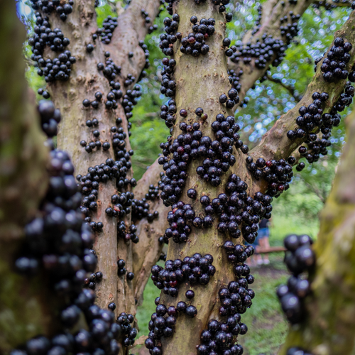 (No Ship to CA, HI, AK) Jaboticaba Tree Live Plant | Jabuticaba Plant for Planting | 2.5–3 Ft Live Potted Tropical Fruit | Compact Sweet Berry Tree for Gardens Balconies & Yards
