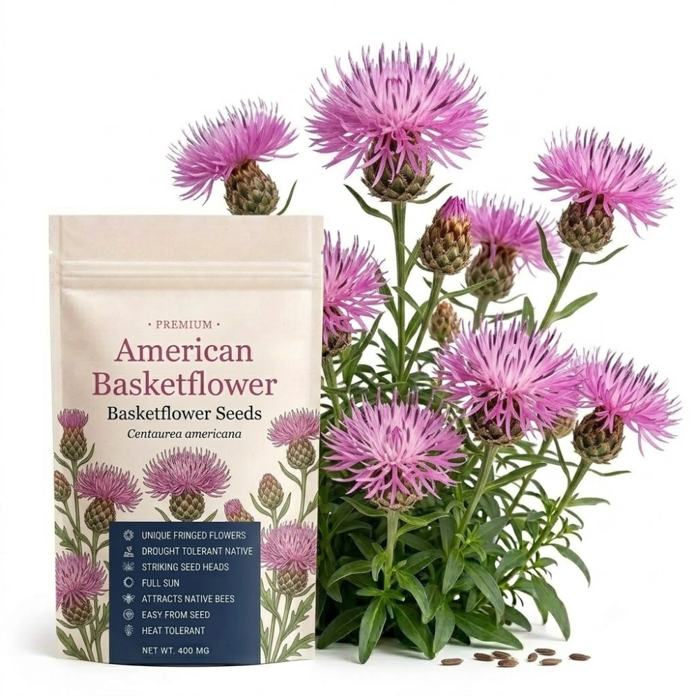 200 Basketflower Seeds for Planting Outdoors, Grow Robust, Easy to Care Fringed Pink Blooms for Sunlit Yard Borders