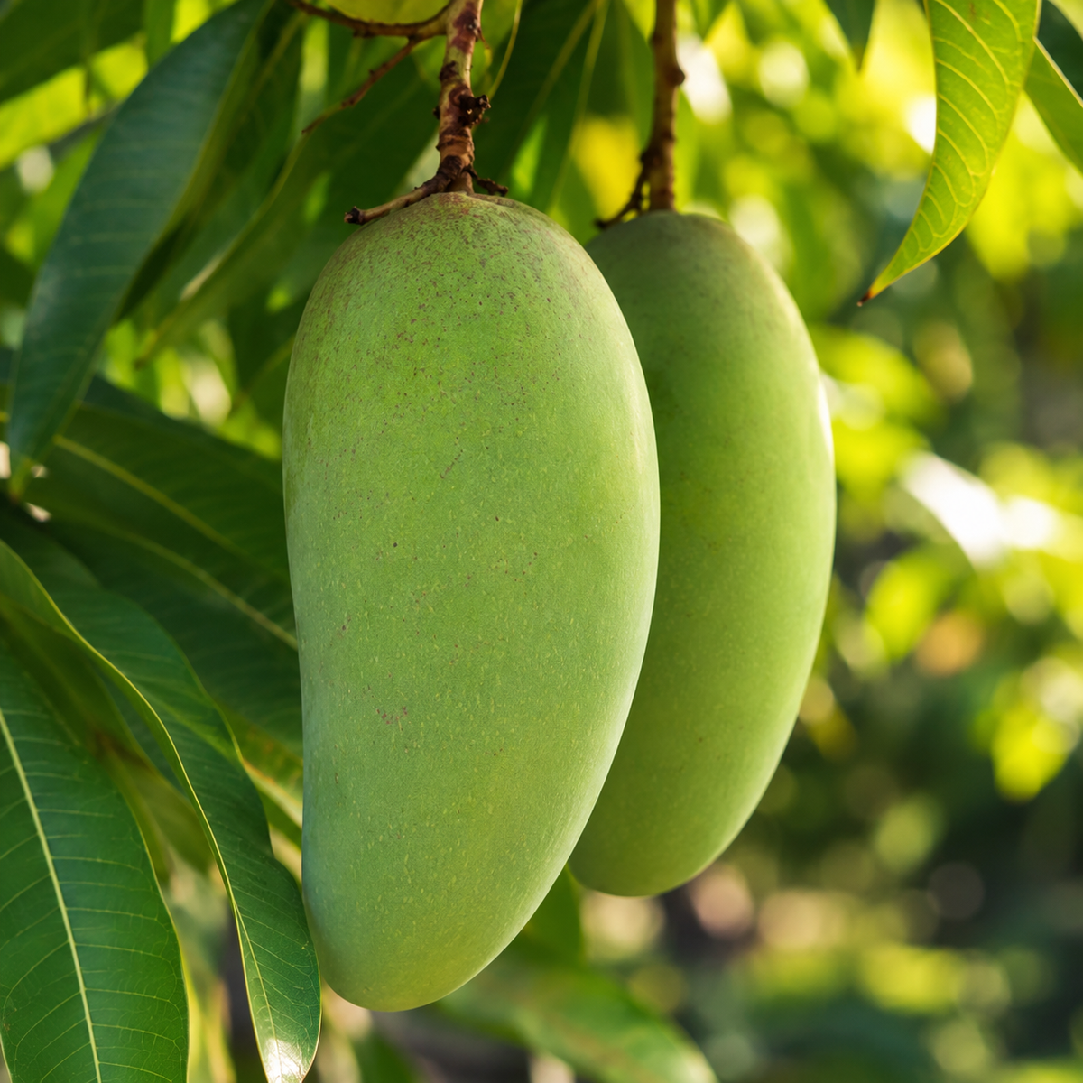 Live Keo Savoy Mango Tree 2.5–3 Ft | Sweet Tropical Mango | Fruit Tree for Yard & Patio (No Ship to CA,HI,AK)