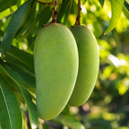 Keo Savoy Mango Trees Live Plants | 2.5–3 Ft Tropical Mango Variety | Sweet, Juicy Mango Fruit Tree for Yard & Patio (No Ship to CA,HI,AK)