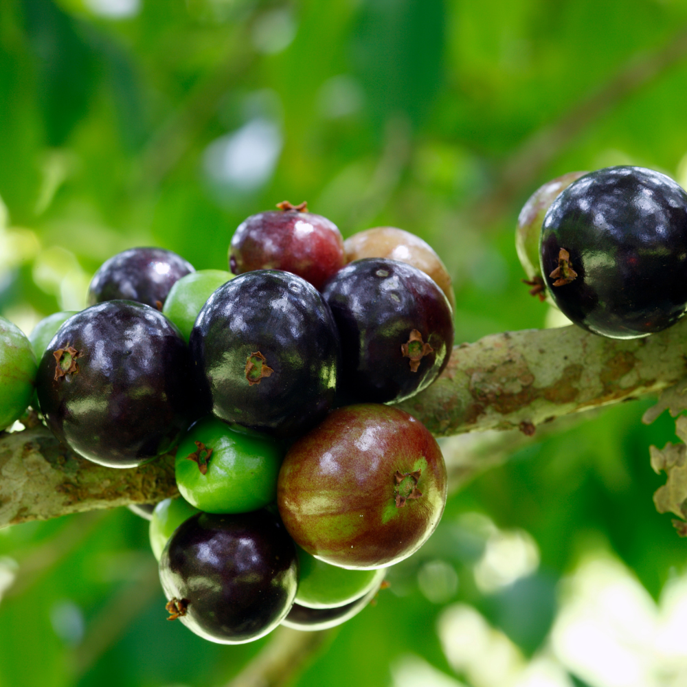 (No Ship to CA, HI, AK) Jabuticaba Fruit Tree for Planting | Jaboticaba Live Tree | 2.5–3 Ft Potted Tropical Fruit Tree | Sweet Edible Berries for Home Gardens Patios & Containers