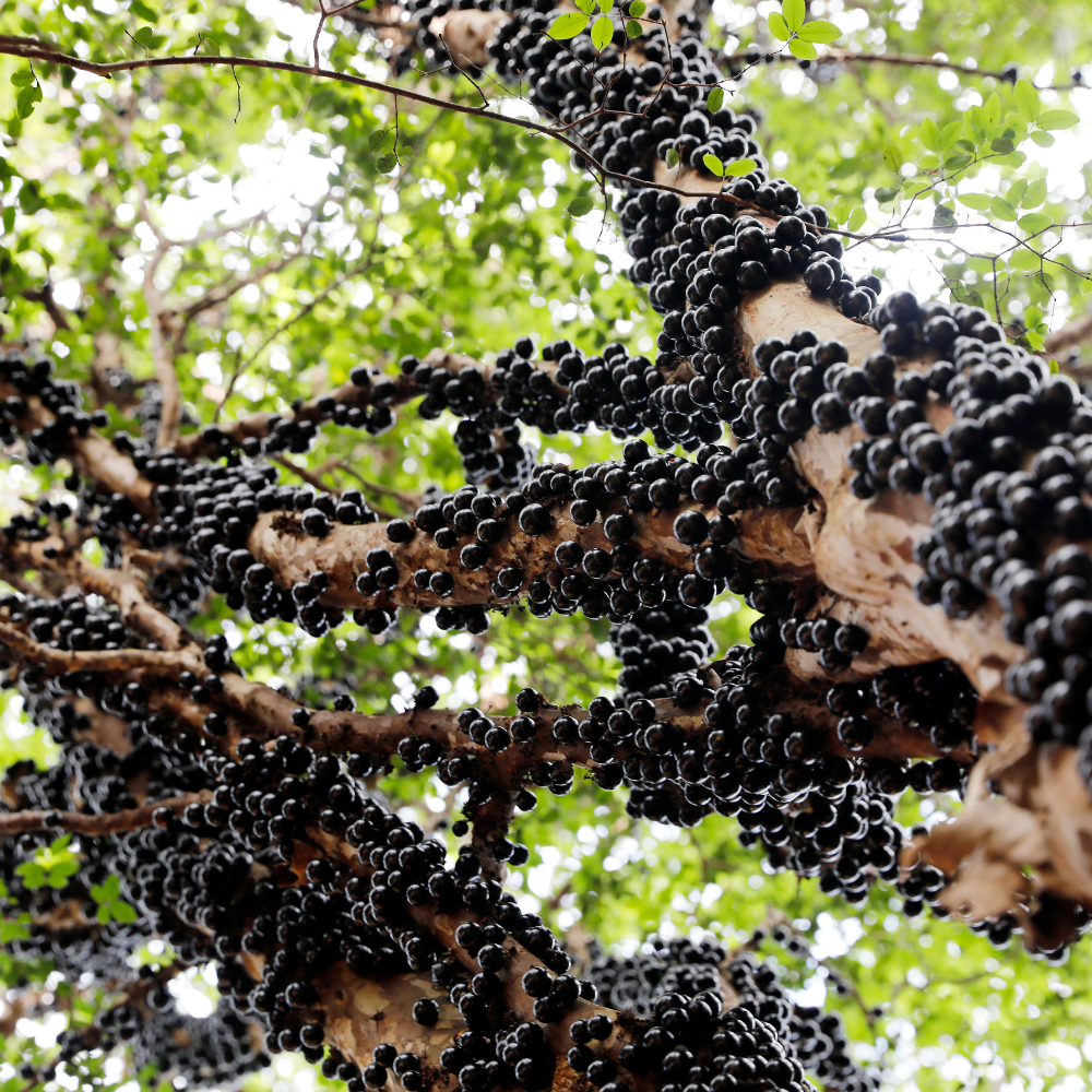 (No Ship to CA, HI, AK) Jabuticaba Fruit Tree for Planting | Jaboticaba Live Tree | 2.5–3 Ft Potted Tropical Fruit Tree | Sweet Edible Berries for Home Gardens Patios & Containers