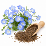 400 Baby Blue Eyes Nemophila Seeds for Planting, Hardy, Fast Growing, Annual Wildflower Seeds, for Pollinator Gardens & Baskets