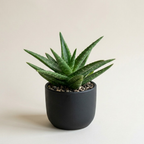 Aloe Vera Aloe Vera Live Plant for Planting in Size 2 Pot | Vibrant, Low-Maintenance Aleo Plant for Patio, Balcony & Indoor Spaces | Perfect for Plant Enthusiasts & Beginners