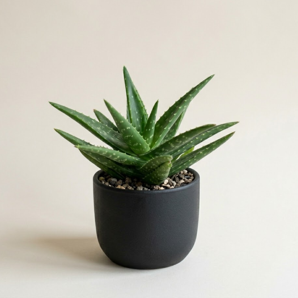 Aloe Vera Aloe Vera Live Plant for Planting in Size 2 Pot | Vibrant, Low-Maintenance Aleo Plant for Patio, Balcony & Indoor Spaces | Perfect for Plant Enthusiasts & Beginners
