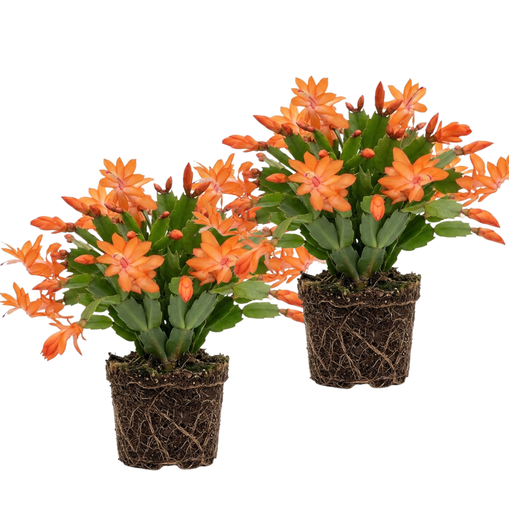 2 Orange Christmas Cactus Live Plant, 5-6 Inch Tall, Easy to Care Indoor Winter Houseplant for Office Desk and Patio Decor, Vigorous Live Holiday Plant