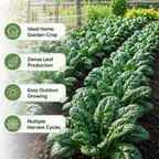 400 Pcs Bloomsdale Spinach Seeds, Non GMO, Heirloom, Cold Hardy Vegetable Gardening Seeds, for Raised Beds, Pots & Containers