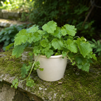 Piggyback Live Plant Tolmiea Menziesii | 4-Inch Pot | Low Maintenance Live Houseplant with Trailing Habit