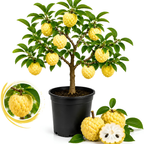 Sugar Apple Fruit Tree, 2-3 Ft Tall, 3 Gallon Pot, Hardy Tropical Fruit Plant for Landscape, Backyard Orchard and Outdoor Garden (No Ship to CA, HI, AK)